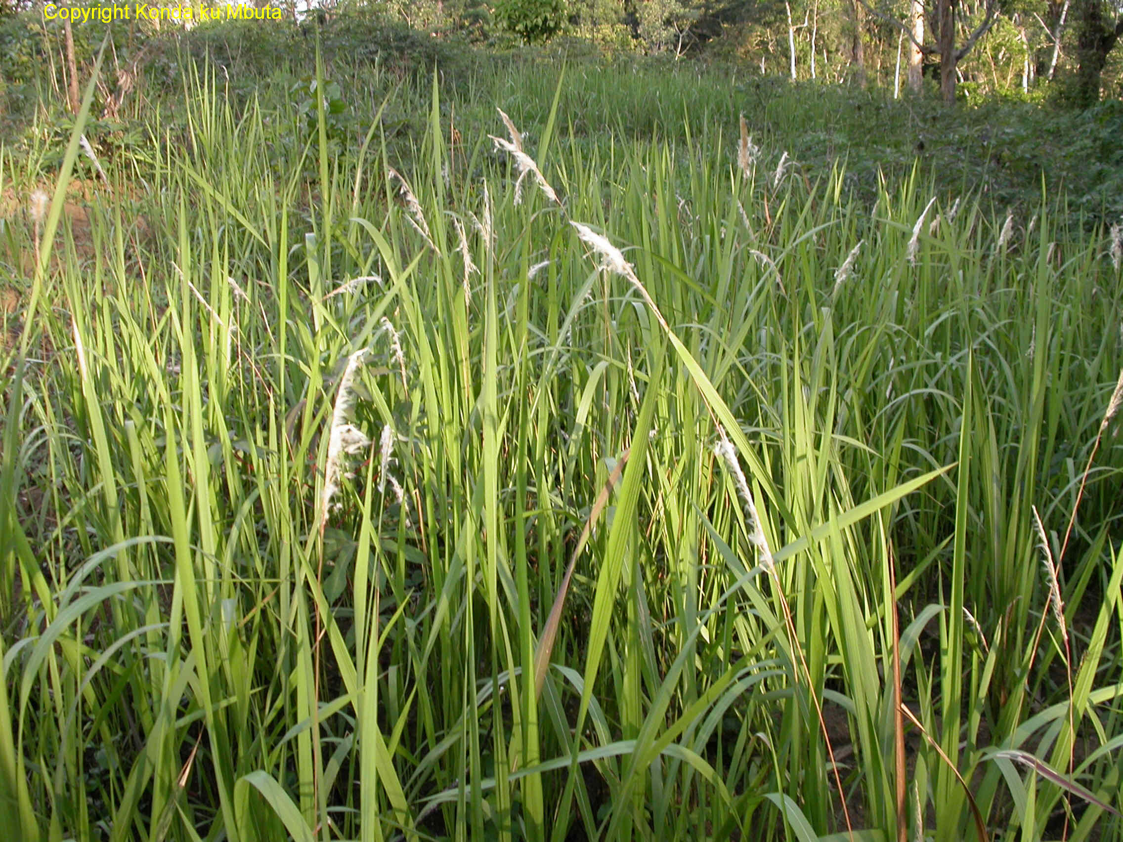 زلف شیطان - معرفی علف های هرز